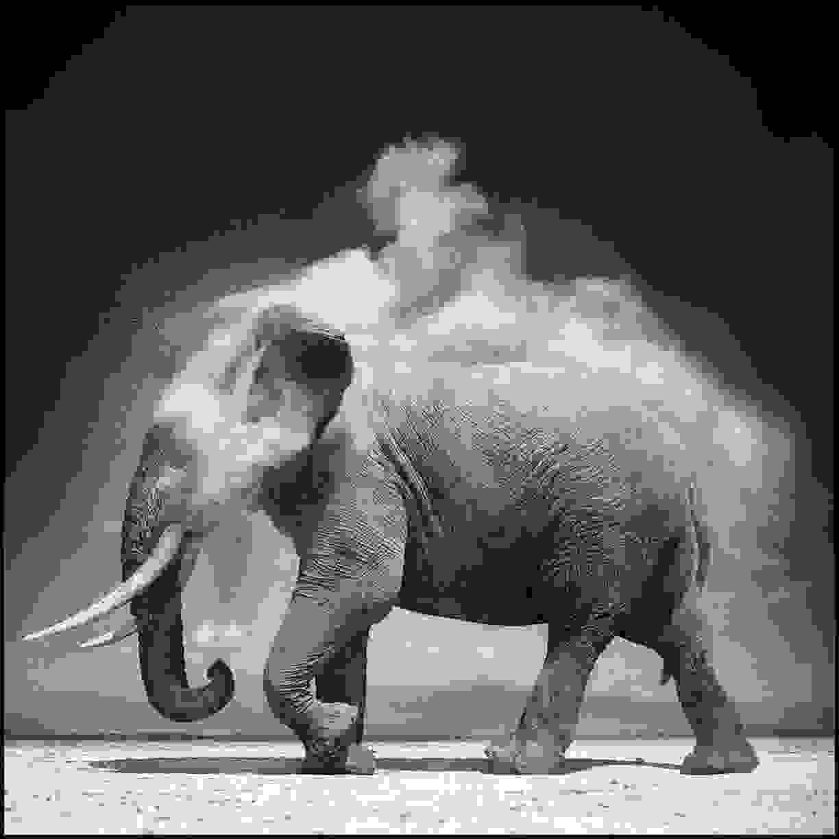 Nick_Brandt3.jpg
