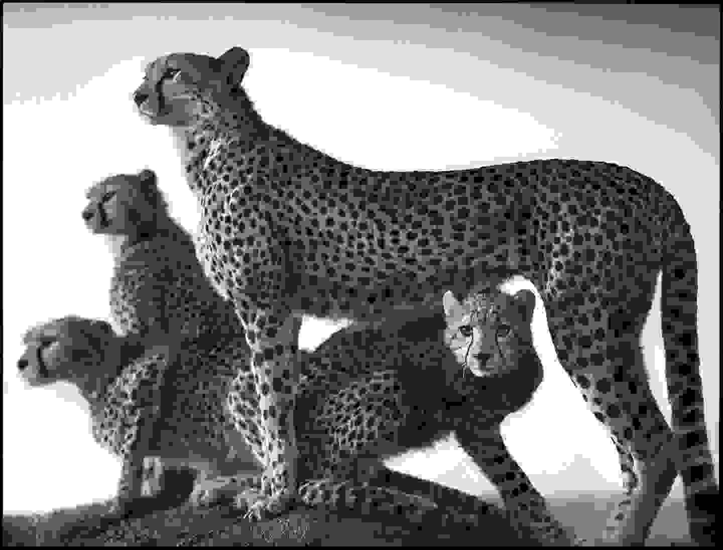 Nick_Brandt4.jpg