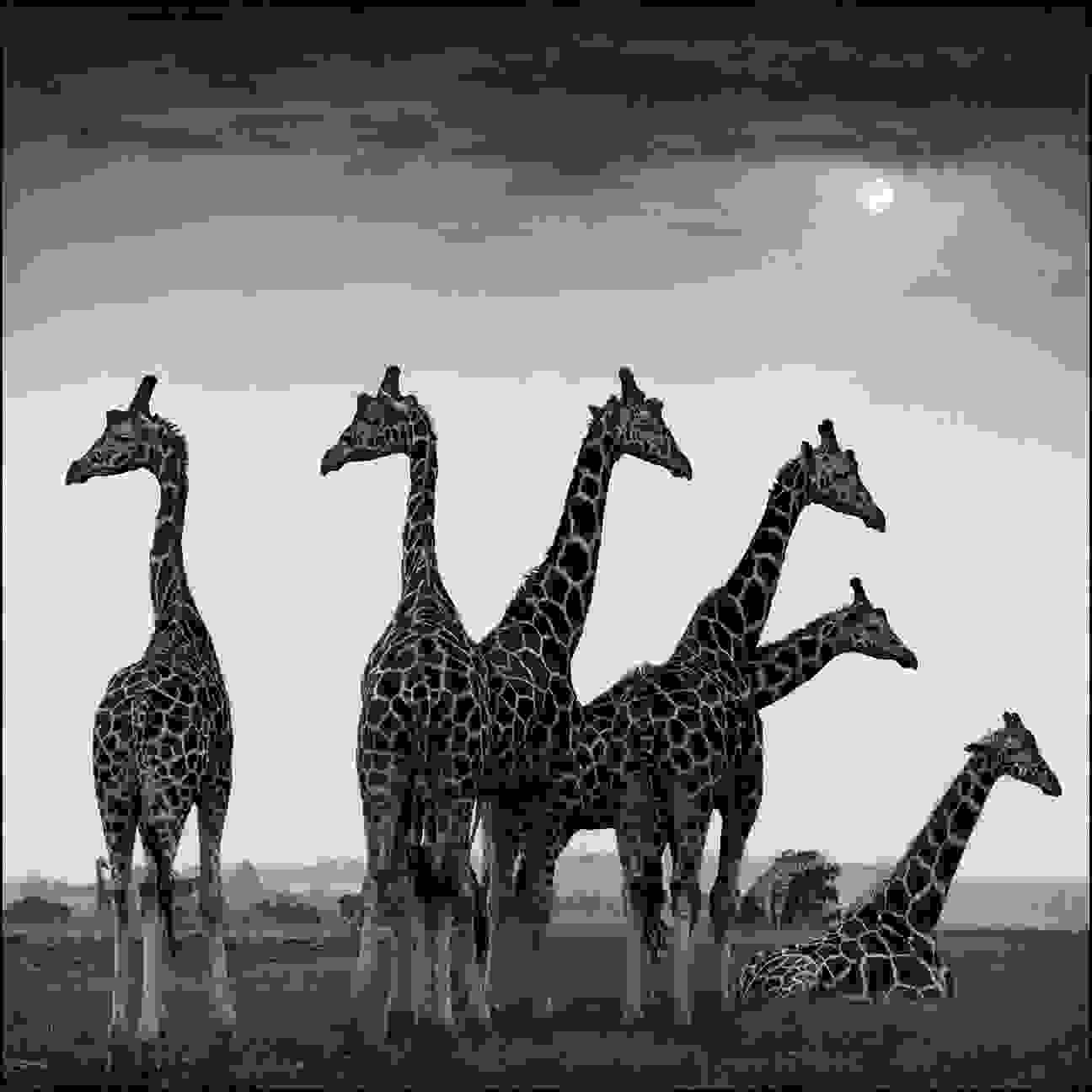 Nick_Brandt5.jpg