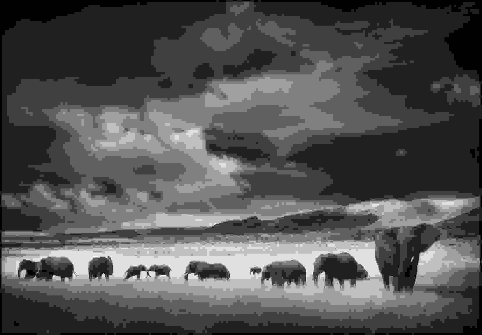 Nick_Brandt6.jpg