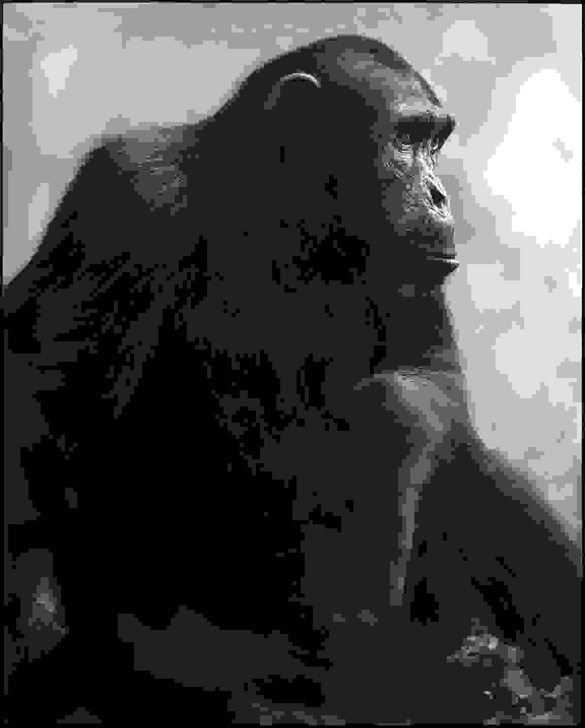 Nick_Brandt7.jpg