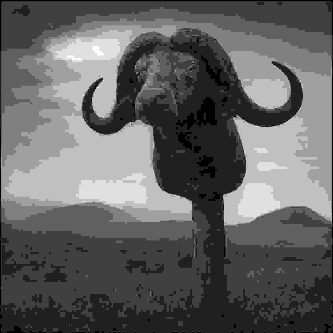 Nick_Brandt87.jpg
