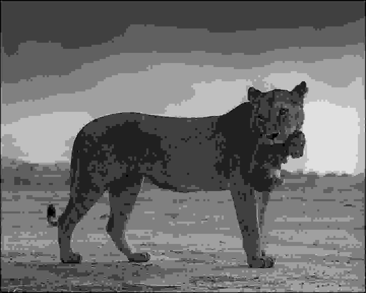 Nick_Brandt92.jpg