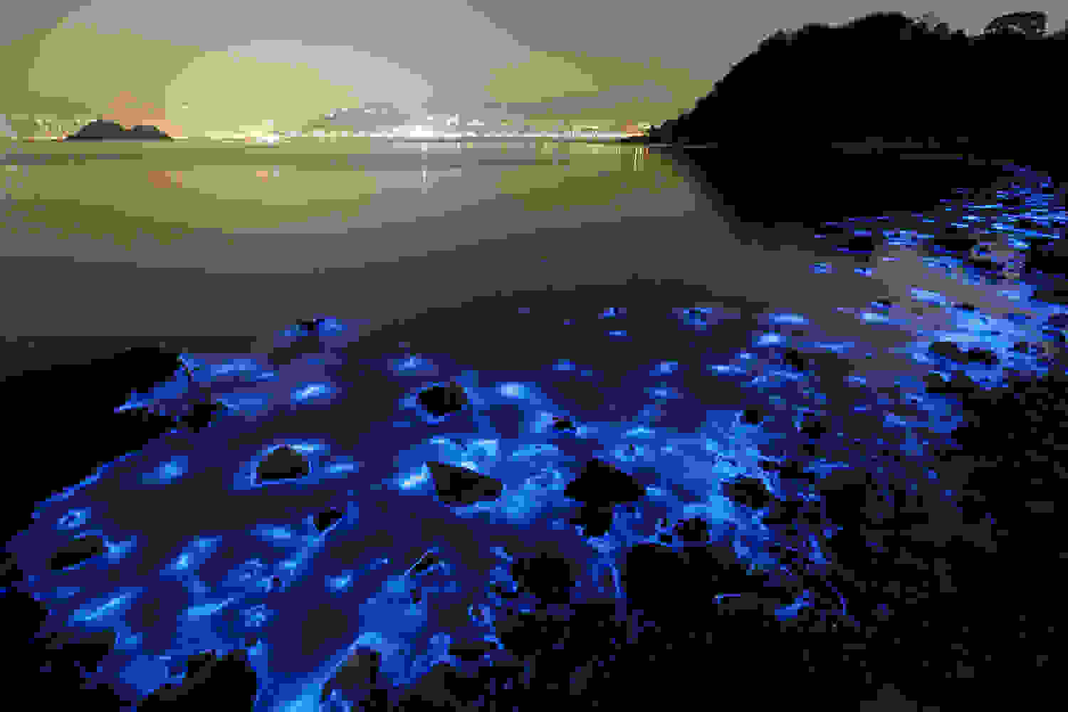 Noctiluca-scintillans-0.jpg