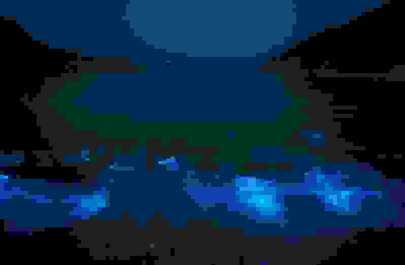 Noctiluca-scintillans-d.jpg
