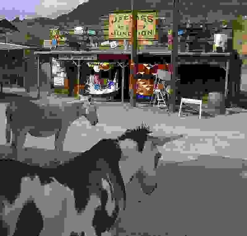 Oatman-burros.jpg