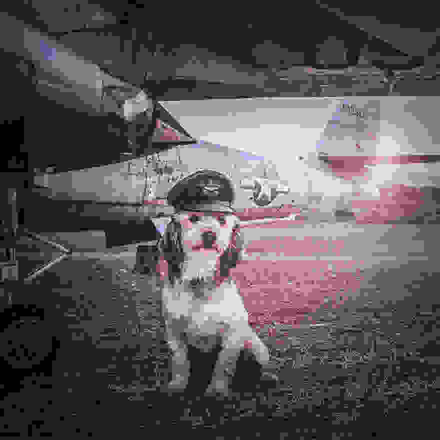 Ozzy-s1__880.jpg