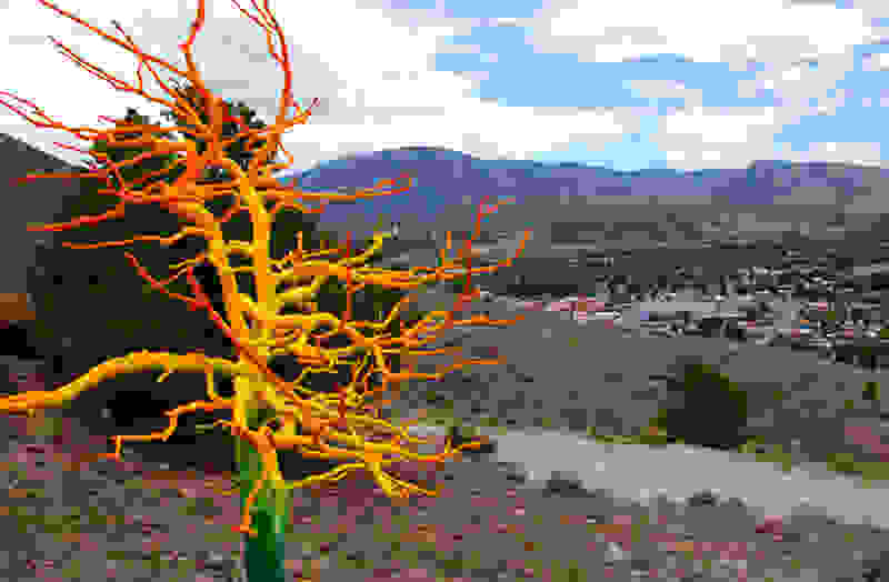 Painted-Trees-1.jpg