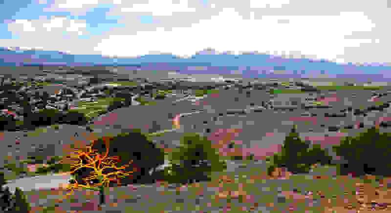 Painted-Trees-2.jpg