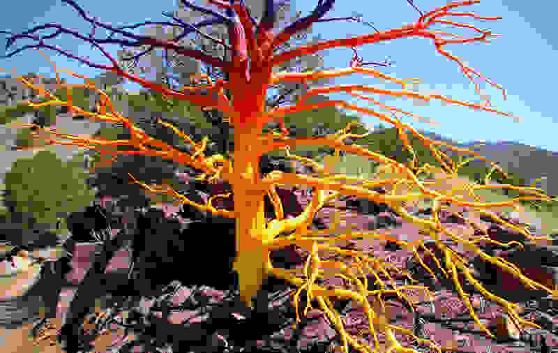 Painted-Trees-3.jpg