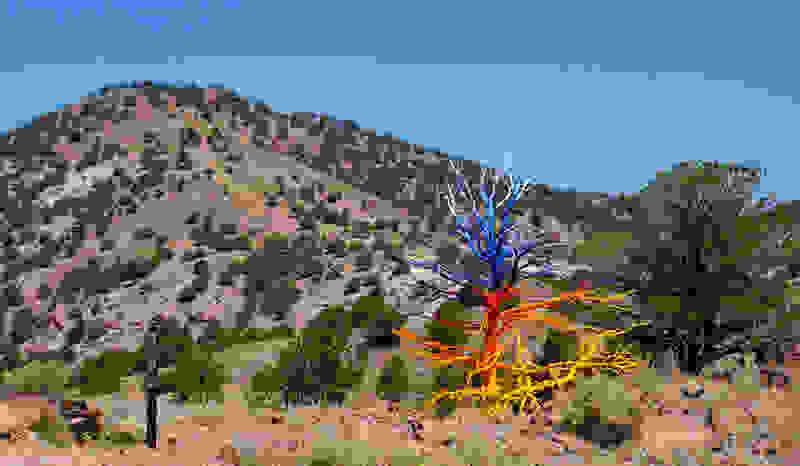 Painted-Trees-5.jpg