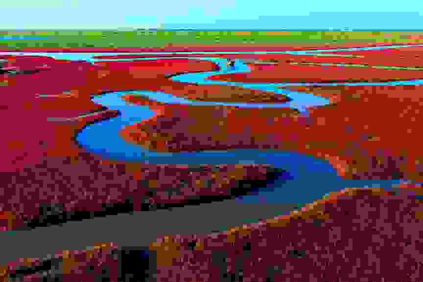 Panjin-Red-Beach-China.jpg
