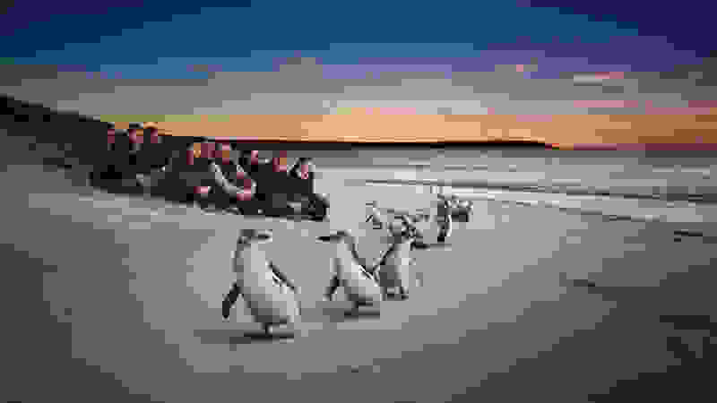 Penguin-Parade-Phillip-Island.jpg