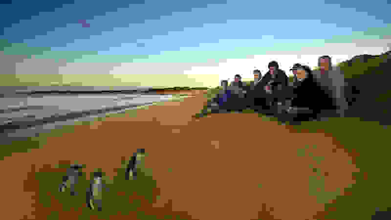Penguin-Parade-Phillip-Island3.jpg