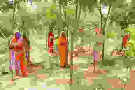 Piplantri3.jpg