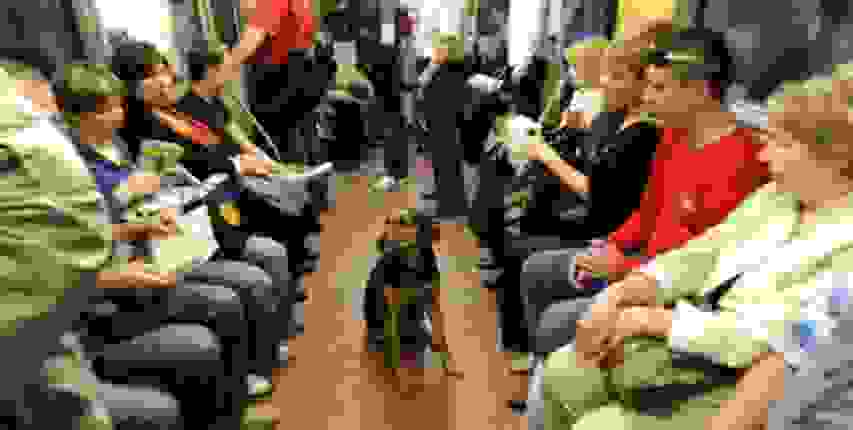 Russian-Subway-Dogs23.jpg