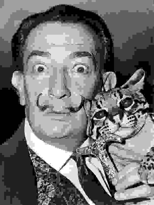 Salvador-cats-1.jpg