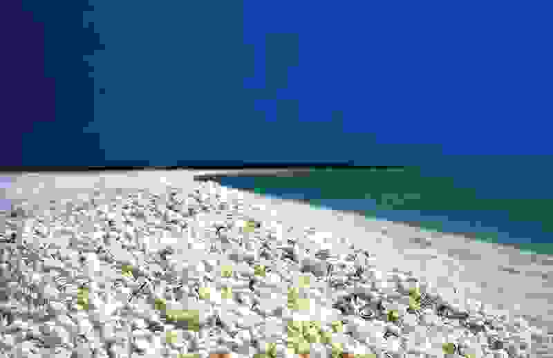 Shell-Beach-Shark-Bay-Australia.jpg