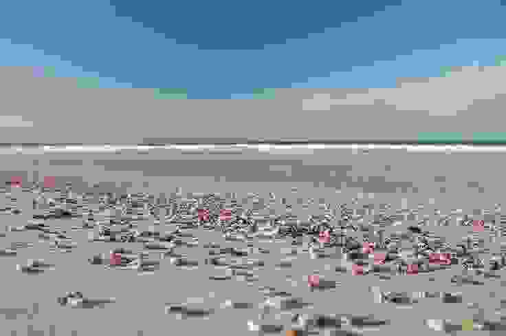 Shell-Beach-australia.jpg
