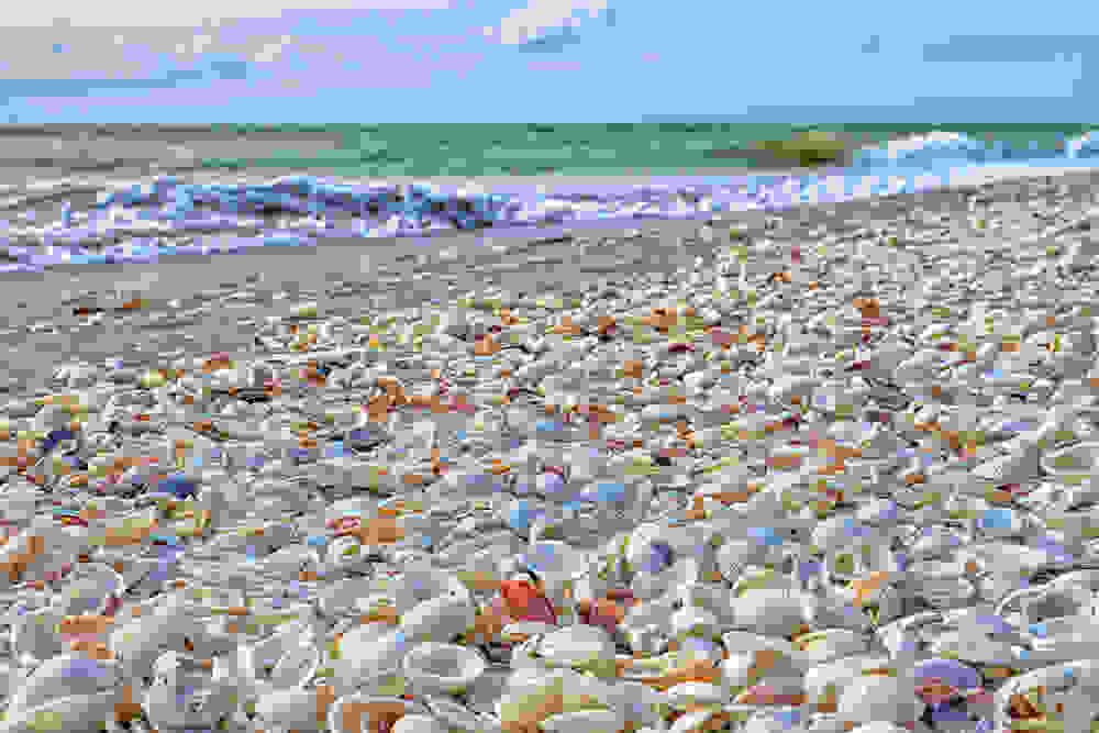 Shell-Beach-sanibal-2.jpg