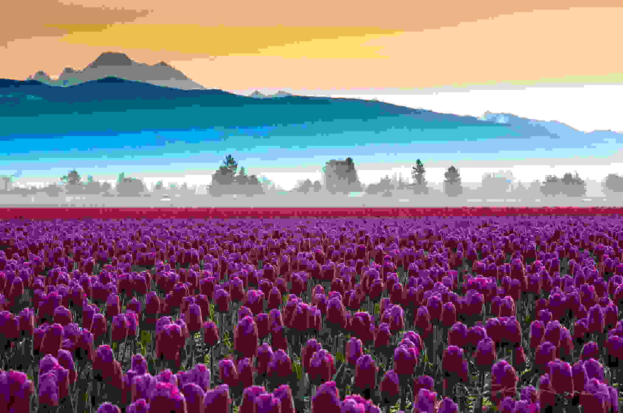 Skagit-Valley-Tulips.jpg
