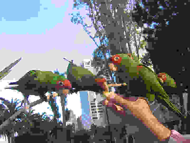 Spain-parrots.jpg