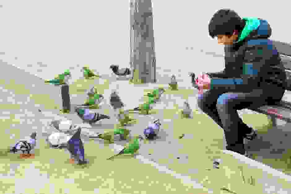 Spain-parrots1.jpg
