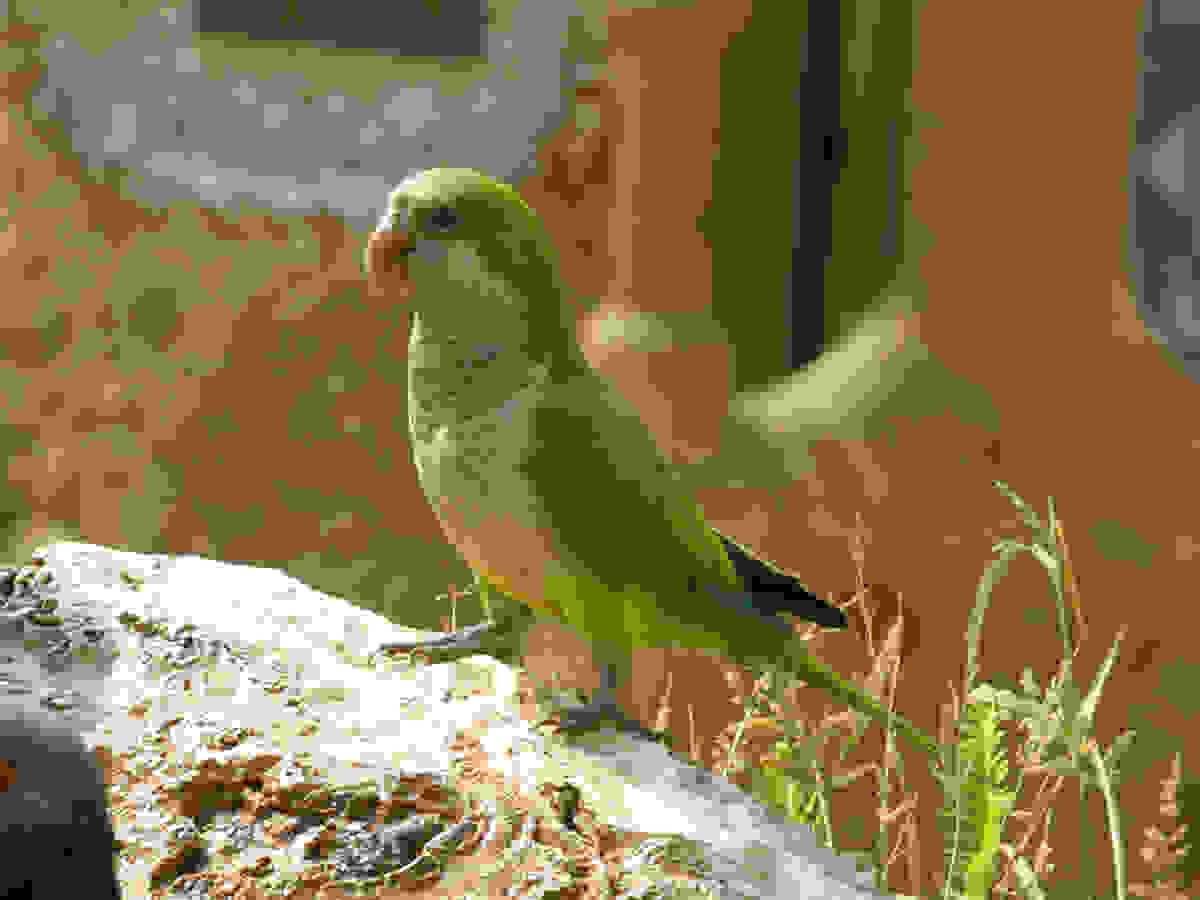 Spain-parrots2.jpg