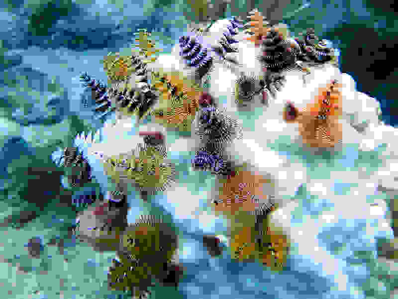 SpirobranchusGiganteus00.jpg