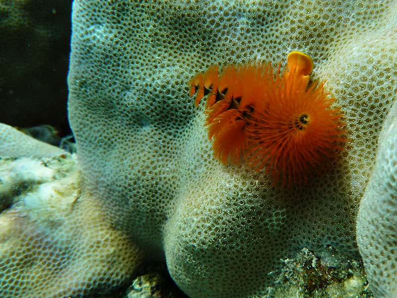 SpirobranchusGiganteus69.JPG