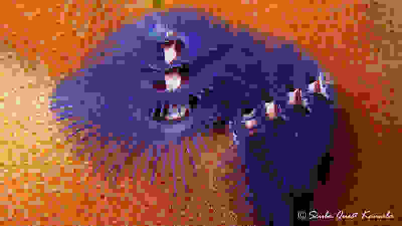 SpirobranchusGiganteusChristmastree.jpg