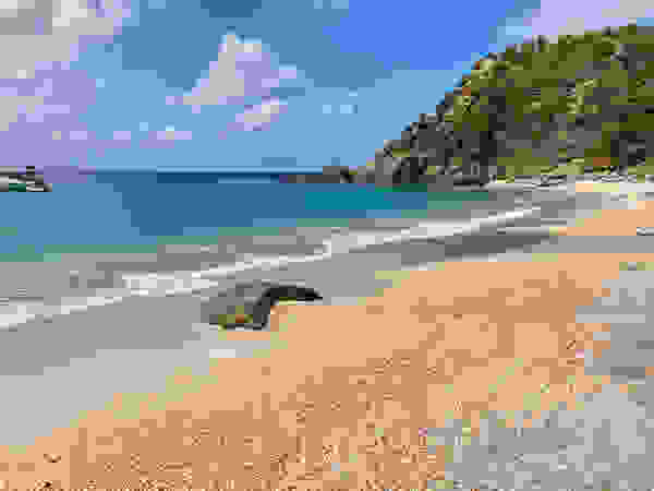 St-Barts-Shell-beach.jpg