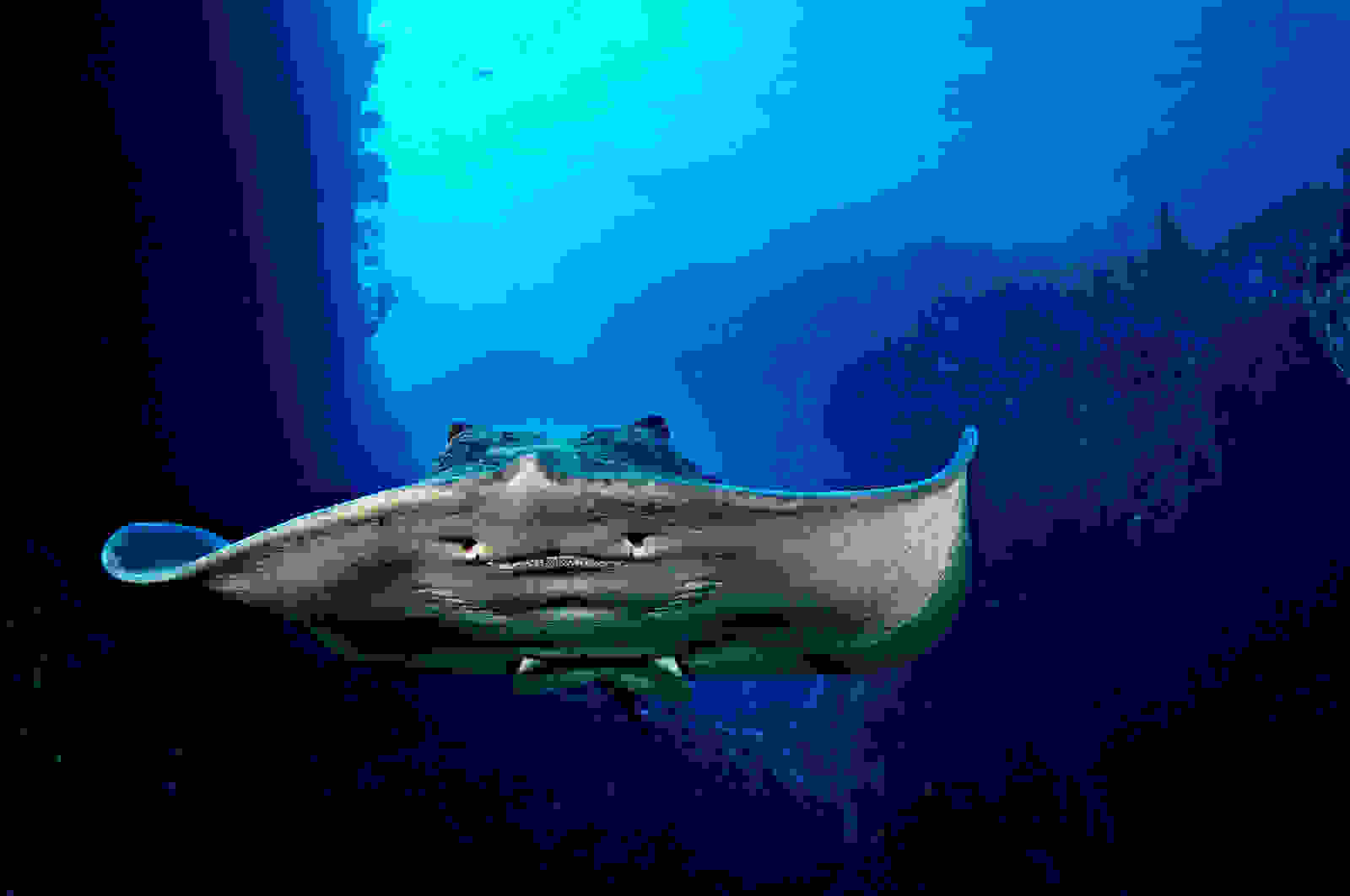 Stingray-In-Canyon.jpg