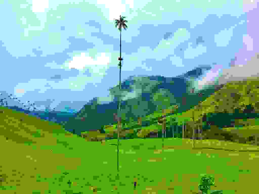 Tallest-Palm-1024x768.jpg