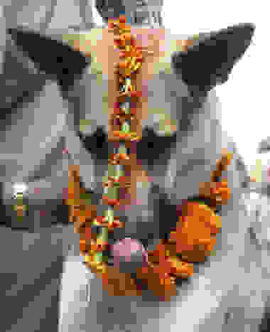 Tihar.jpg