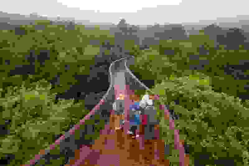 TreeCanopyKirstenboschCapeTownSouthAfrica.jpg