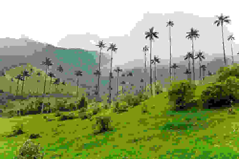 Valle-de-Cocora-colombia.jpg