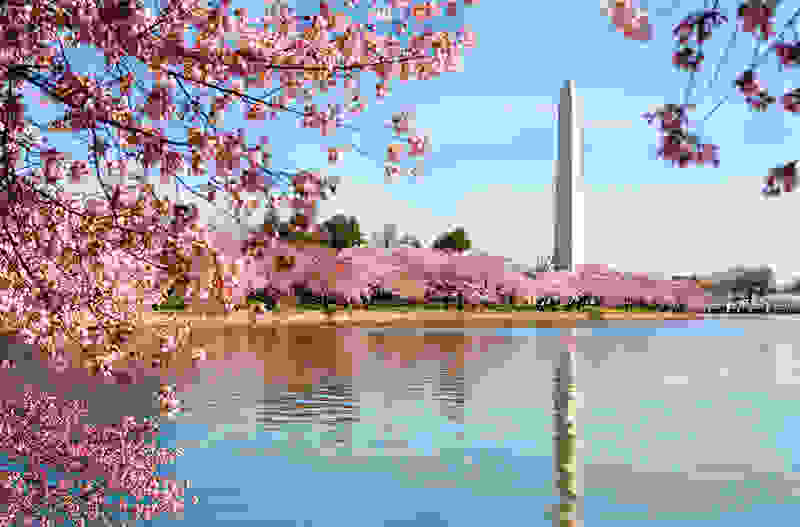 Washington-Cherry-Blossoms.jpg