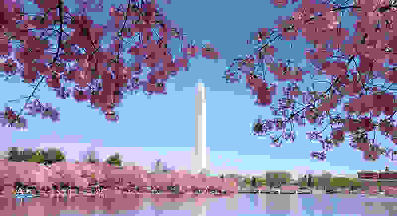 Washington-Cherry-Blossoms0.jpg