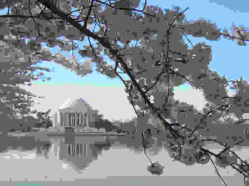 Washington-Cherry-Blossoms1.jpg