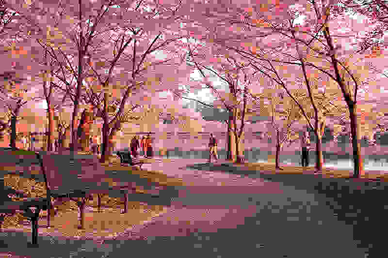 Washington-Cherry-Blossoms2.jpg