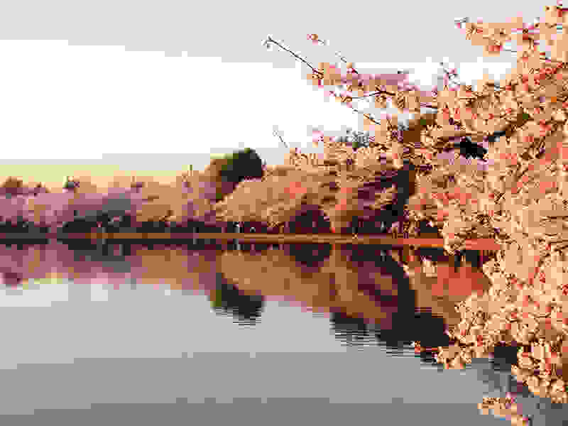 Washington-Cherry-Blossoms4.jpg
