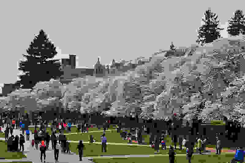 Washington-Cherry-Blossoms5.jpg