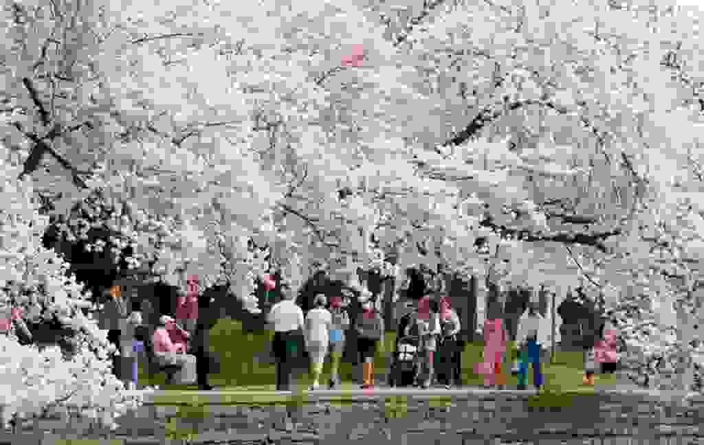 Washington-Cherry-Blossoms6.jpg