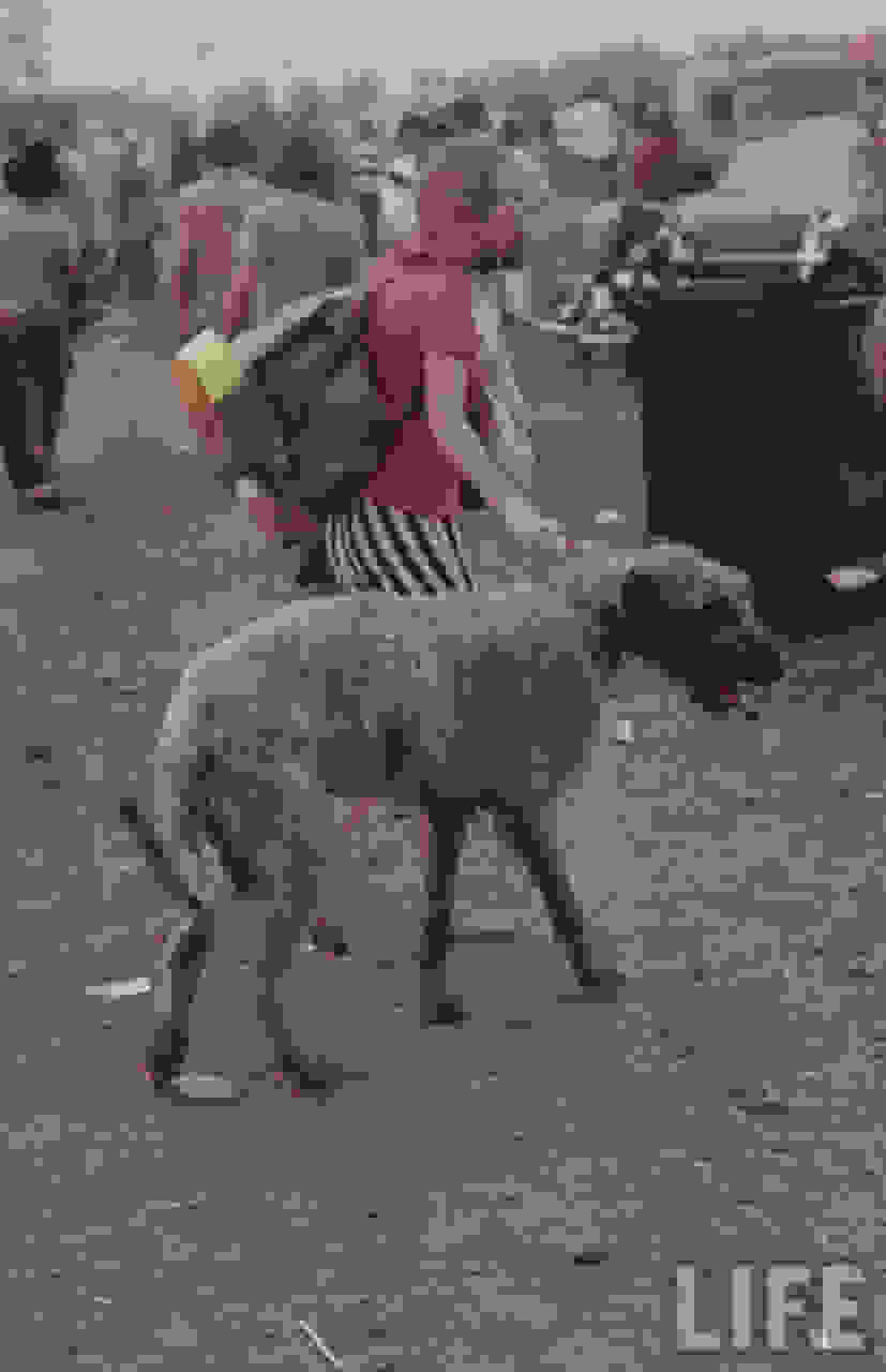 Woodstock15.jpg