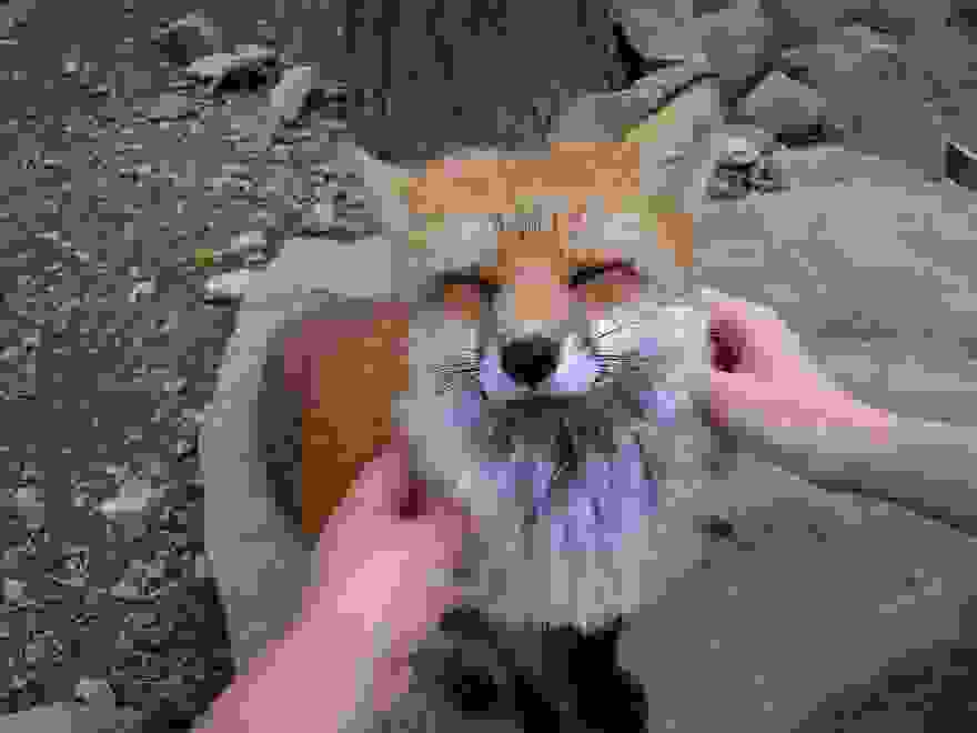 ZaoKitsuneMura1.jpg