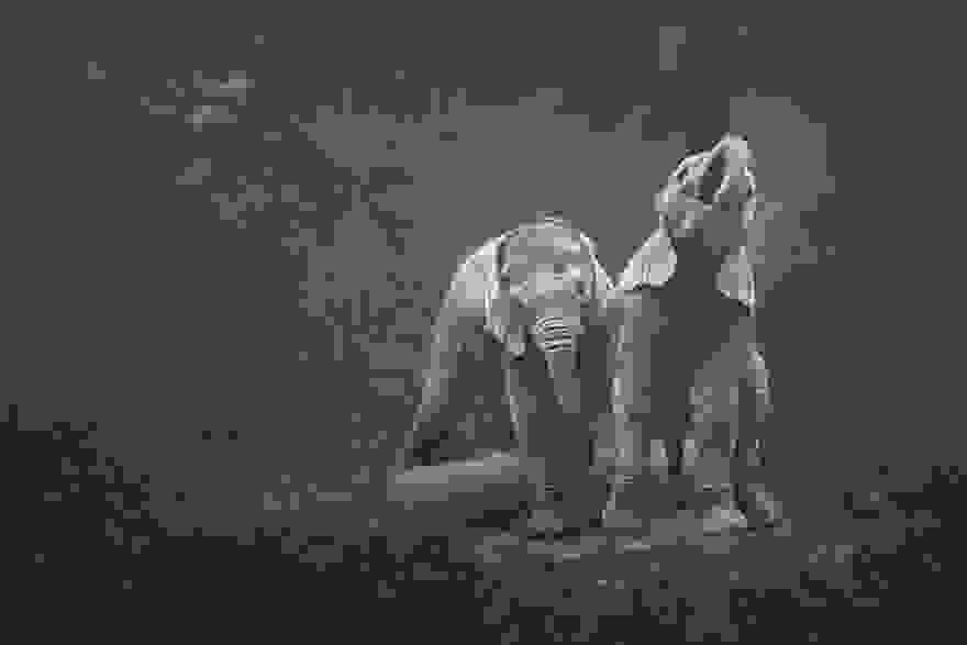 africa-souls-zoo-photography-manuela-kulpa-11.jpg