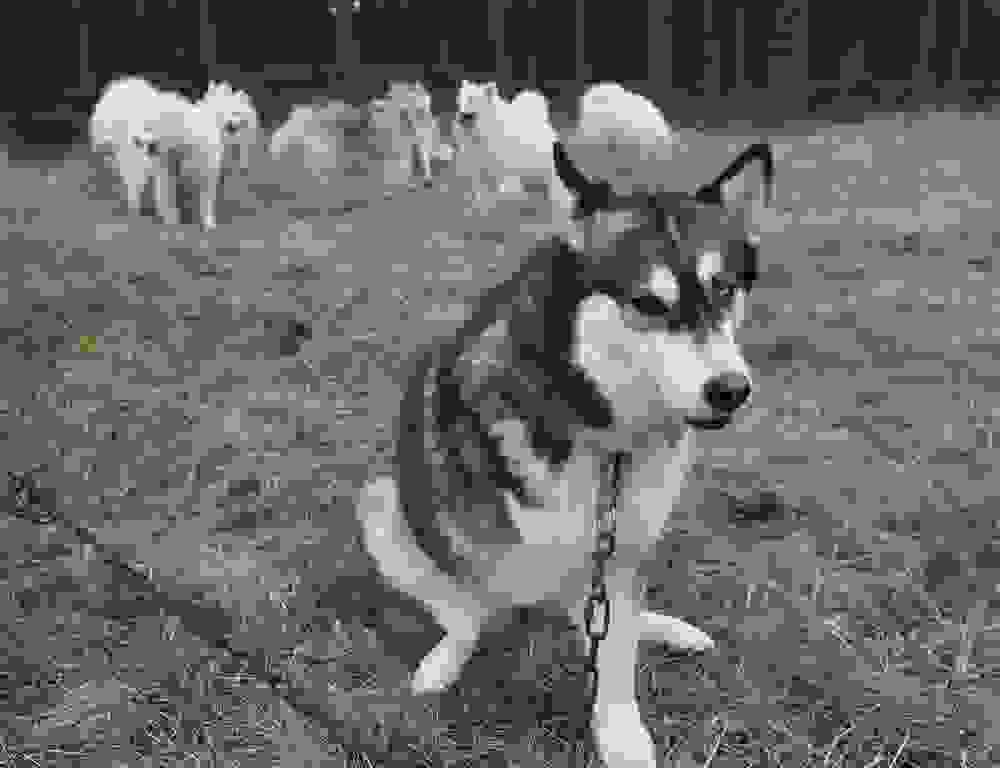 agones-ton-xaski2.jpg