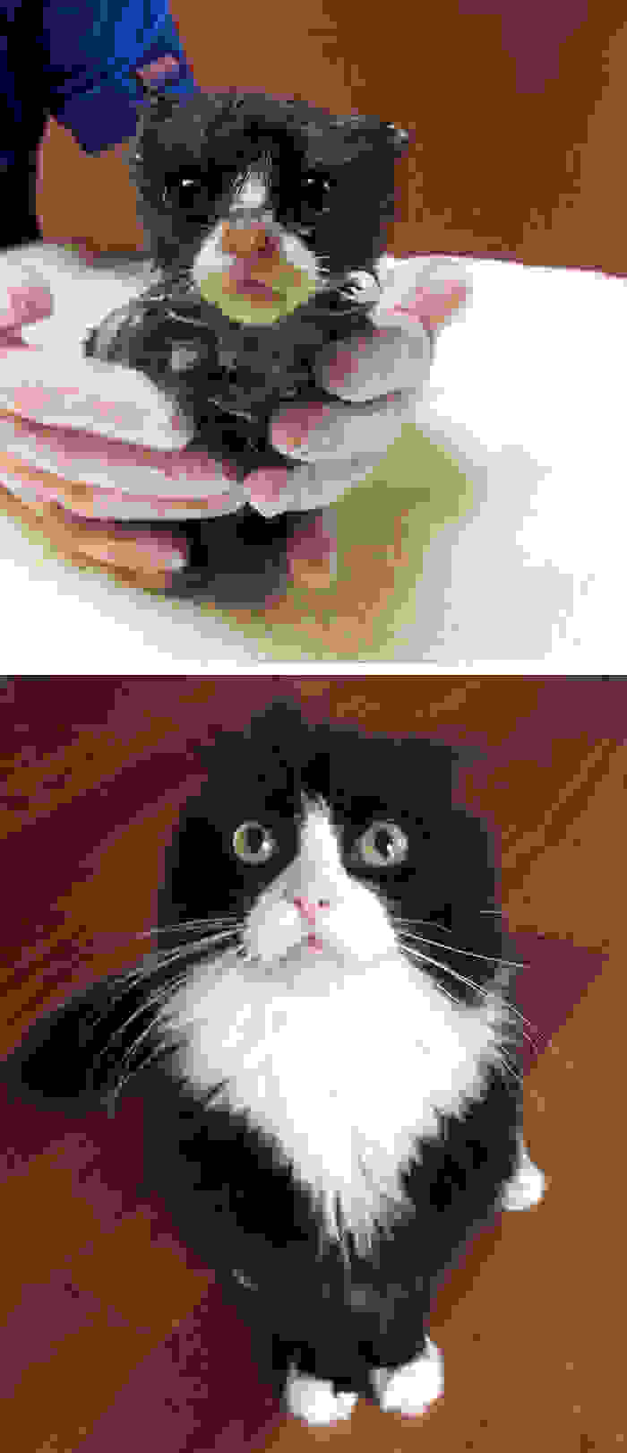 amazing-rescue-cat-transformation-333.jpg