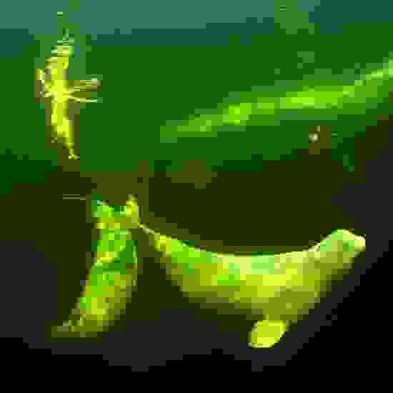 falena
